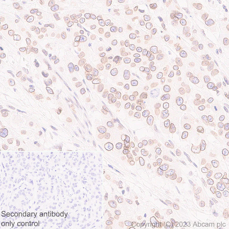 Immunohistochemistry (Formalin/PFA-fixed paraffin-embedded sections) - Anti-RanBP2 antibody [EPR28204-184] - BSA and Azide free (AB315459)