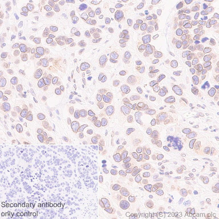 Immunohistochemistry (Formalin/PFA-fixed paraffin-embedded sections) - Anti-RanBP2 antibody [EPR28204-184] - BSA and Azide free (AB315459)