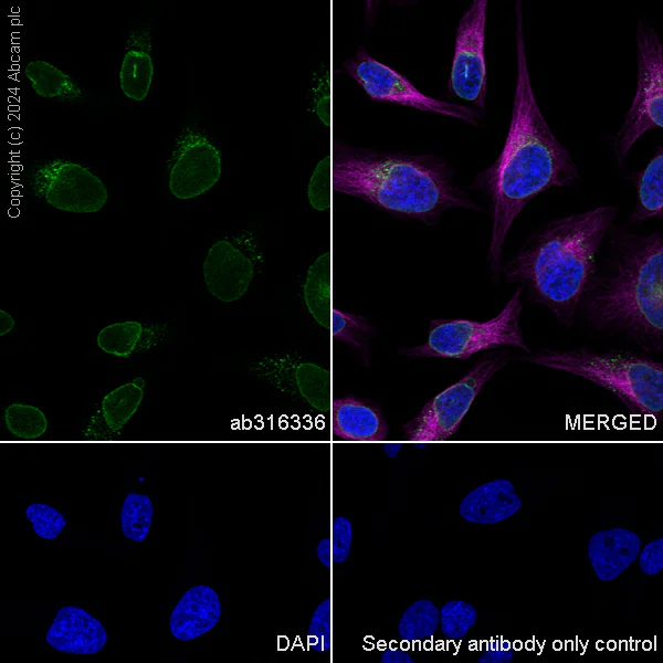 Immunocytochemistry/ Immunofluorescence - Anti-RanBP2 antibody [RM2047] - BSA and Azide free (AB316337)