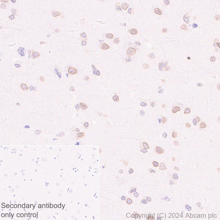 Immunohistochemistry (Formalin/PFA-fixed paraffin-embedded sections) - Anti-RanBP2 antibody [RM2047] - BSA and Azide free (AB316337)