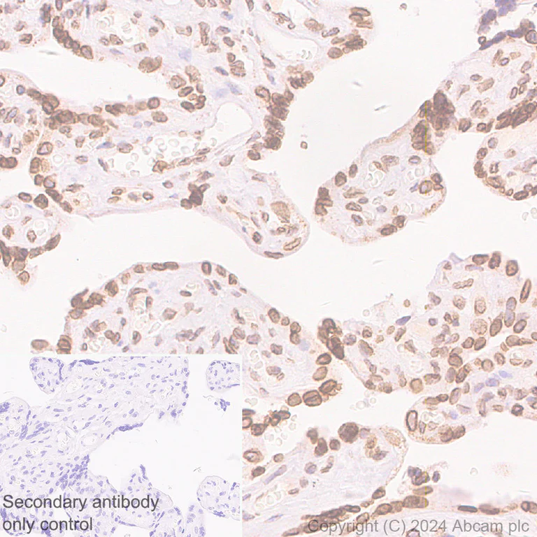 Immunohistochemistry (Formalin/PFA-fixed paraffin-embedded sections) - Anti-RanBP2 antibody [RM2047] - BSA and Azide free (AB316337)