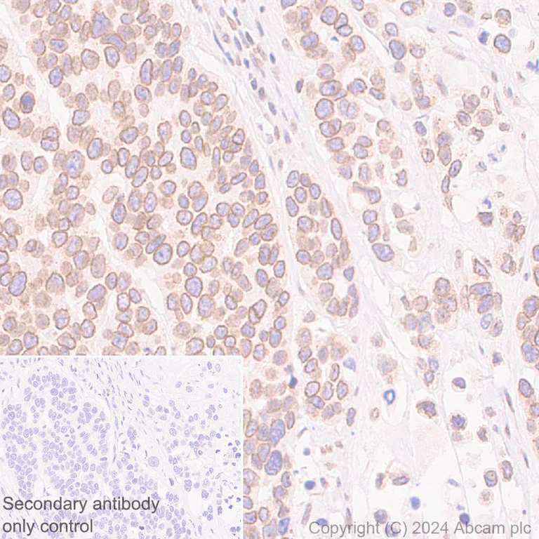 Immunohistochemistry (Formalin/PFA-fixed paraffin-embedded sections) - Anti-RanBP2 antibody [RM2047] - BSA and Azide free (AB316337)