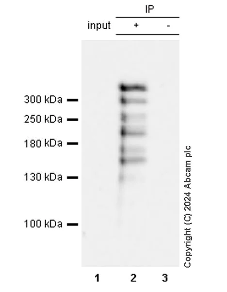 Immunoprecipitation - Anti-RanBP2 antibody [RM2047] - BSA and Azide free (AB316337)