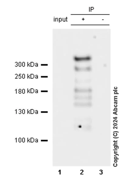 Immunoprecipitation - Anti-RanBP2 antibody [RM2047] - BSA and Azide free (AB316337)