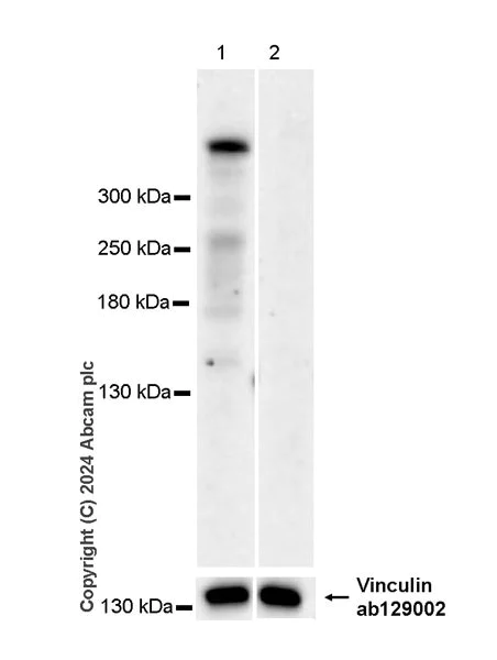 Western blot - Anti-RanBP2 antibody [RM2047] - BSA and Azide free (AB316337)