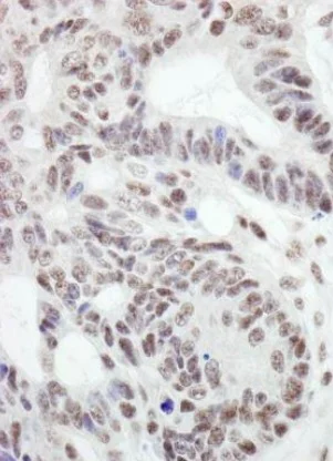 Immunohistochemistry (Formalin/PFA-fixed paraffin-embedded sections) - Anti-RanBP3 antibody (AB241502)