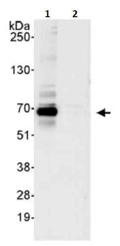 Immunoprecipitation - Anti-RanBP3 antibody (AB241502)