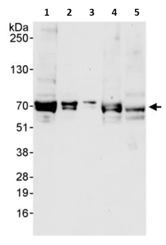 Western blot - Anti-RanBP3 antibody (AB241502)