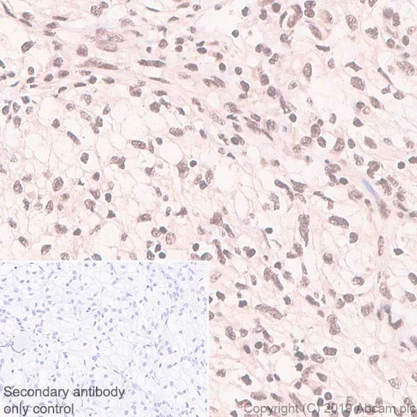Immunohistochemistry (Formalin/PFA-fixed paraffin-embedded sections) - Anti-RanBP3 antibody [EPR5088(2)] (AB134052)