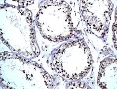 Immunohistochemistry (Formalin/PFA-fixed paraffin-embedded sections) - Anti-RanBP3 antibody [EPR5088(2)] (AB134052)