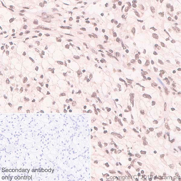 Immunohistochemistry (Formalin/PFA-fixed paraffin-embedded sections) - Anti-RanBP3 antibody [EPR5088(2)] - BSA and Azide free (AB248660), expandable thumbnail