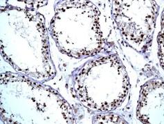 Immunohistochemistry (Formalin/PFA-fixed paraffin-embedded sections) - Anti-RanBP3 antibody [EPR5088(2)] - BSA and Azide free (AB248660), expandable thumbnail