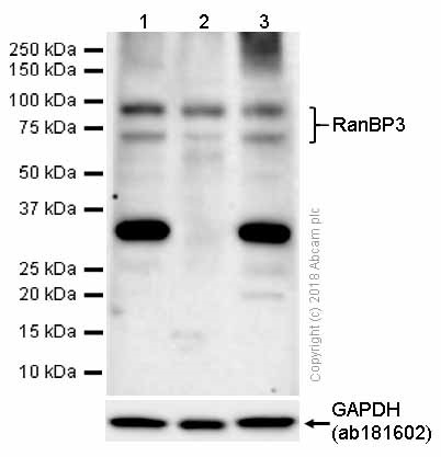Western blot - Anti-RanBP3 antibody [EPR5088(2)] - BSA and Azide free (AB248660), expandable thumbnail