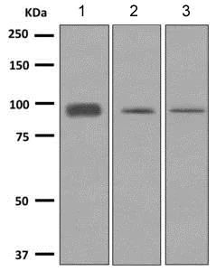 Western blot - Anti-RanBP9 antibody [EPR9920(B)] - BSA and Azide free (AB248912)