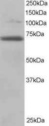 Western blot - Anti-RanGAP1 antibody (AB2081)