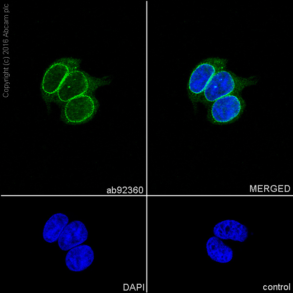 Immunocytochemistry/ Immunofluorescence - Anti-RanGAP1 antibody [EPR3295] (AB92360)
