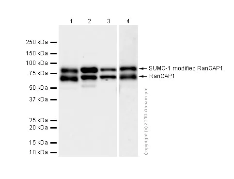 Western blot - Anti-RanGAP1 antibody [EPR3295] (AB92360)