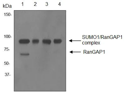 Western blot - Anti-RanGAP1 antibody [EPR3295] (AB92360)