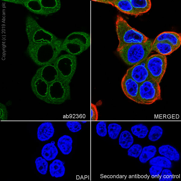 Immunocytochemistry/ Immunofluorescence - Anti-RanGAP1 antibody [EPR3295] - BSA and Azide free (AB239907), expandable thumbnail