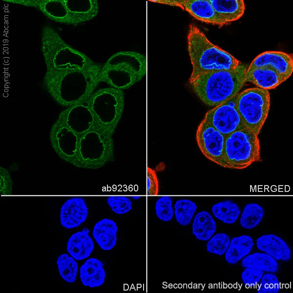 Immunocytochemistry/ Immunofluorescence - Anti-RanGAP1 antibody [EPR3295] - BSA and Azide free (AB239907)