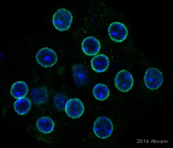 Immunocytochemistry/ Immunofluorescence - Anti-RanGAP1 antibody [EPR3295] - BSA and Azide free (AB239907)