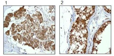 Immunohistochemistry (Formalin/PFA-fixed paraffin-embedded sections) - Anti-RanGAP1 antibody [EPR3295] - BSA and Azide free (AB239907)