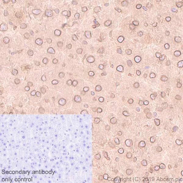 Immunohistochemistry (Formalin/PFA-fixed paraffin-embedded sections) - Anti-RanGAP1 antibody [EPR3295] - BSA and Azide free (AB239907)