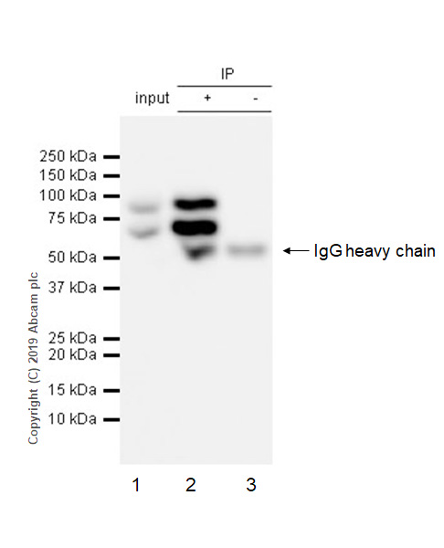 Immunoprecipitation - Anti-RanGAP1 antibody [EPR3295] - BSA and Azide free (AB239907), expandable thumbnail