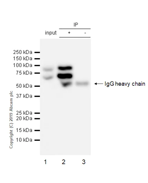 Immunoprecipitation - Anti-RanGAP1 antibody [EPR3295] - BSA and Azide free (AB239907)