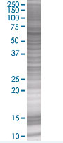 SDS-PAGE - RanGAP1 overexpression 293T lysate (whole cell) (AB94064), expandable thumbnail