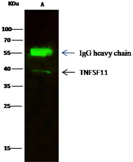 Immunoprecipitation - Anti-RANKL antibody [101] - BSA and Azide free (AB276057)
