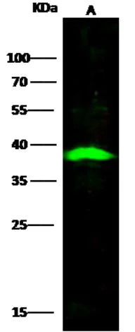 Western blot - Anti-RANKL antibody [101] - BSA and Azide free (AB276057)