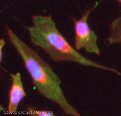 Immunocytochemistry/ Immunofluorescence - Anti-RANKL antibody [12A668] - BSA and Azide free (AB45039)