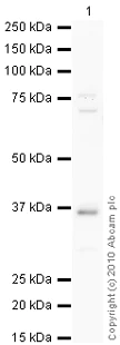 Western blot - Anti-RANKL antibody (AB9957)