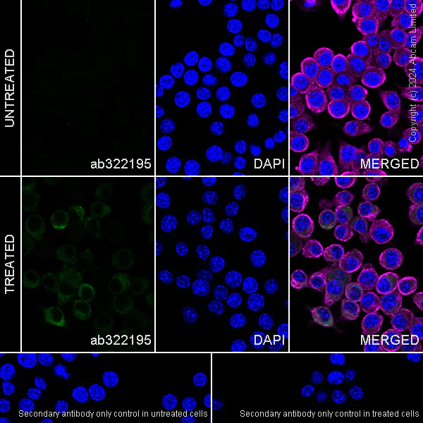 Immunocytochemistry/ Immunofluorescence - Anti-RANTES antibody [EPR25836-32] - BSA and Azide free (AB324774)