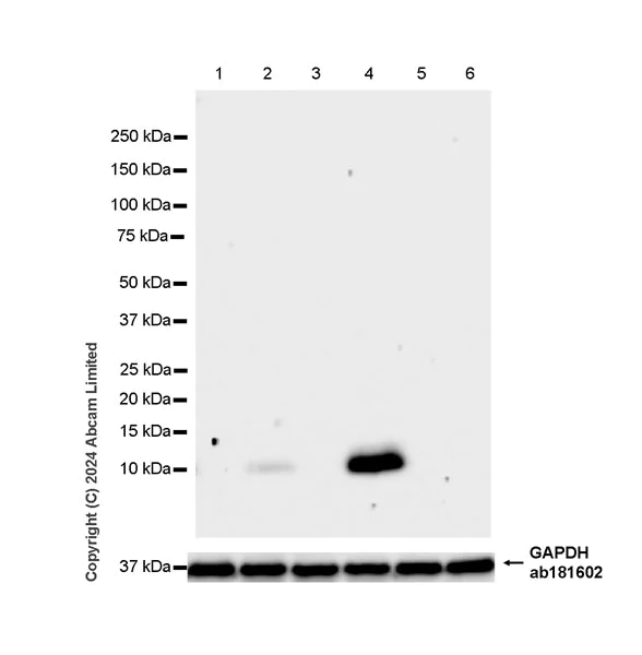 Western blot - Anti-RANTES antibody [EPR25836-32] - BSA and Azide free (AB324774)