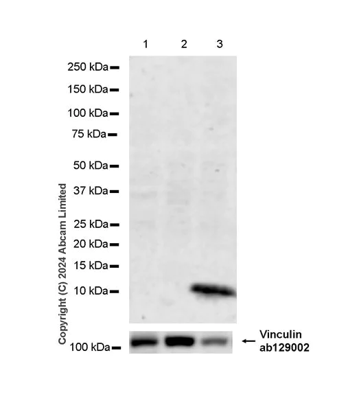 Western blot - Anti-RANTES antibody [EPR25836-32] - BSA and Azide free (AB324774)