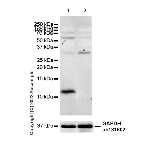 Western blot - Anti-RANTES antibody [EPR26519-16] - BSA and Azide free (AB307713)