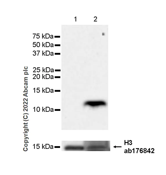 Western blot - Anti-RANTES antibody [EPR26519-16] - BSA and Azide free (AB307713)