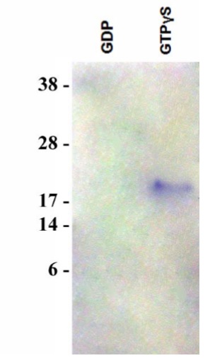 Functional Studies - Rap1 Activation Assay Kit (AB212011)