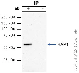 Immunoprecipitation - Anti-RAP1/TERF2IP antibody [4c8/1] (AB14404)