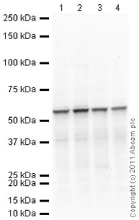 Western blot - Anti-RAP1/TERF2IP antibody [4c8/1] (AB14404)