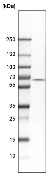 Western blot - Anti-RAP1/TERF2IP antibody (AB244289)
