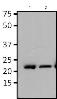 Immunoprecipitation - Anti-RAP1A antibody [1D2-1C64] (AB175329)