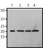 Western blot - Anti-RAP1A antibody [1D2-1C64] (AB175329)