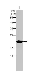 Western blot - Anti-RAP1A antibody (AB96223)