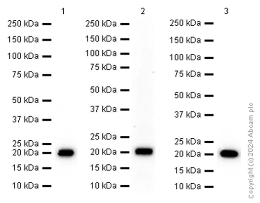 Western blot - Anti-RAP1A antibody [EP878] - BSA and Azide free (AB284792)