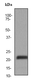 Western blot - Anti-RAP1A + RAP1B antibody [EP879Y] (AB75871), expandable thumbnail