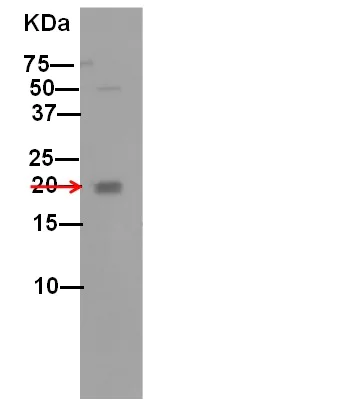 Western blot - Anti-RAP1A + RAP1B antibody [EP879Y] - BSA and Azide free (AB247412)