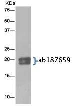 Immunoprecipitation - Anti-RAP1A + RAP1B antibody [EPR14814] (AB187659)
